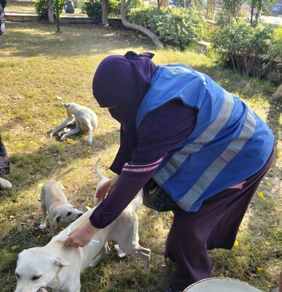 حملات تطعيم الكلاب بالعبور