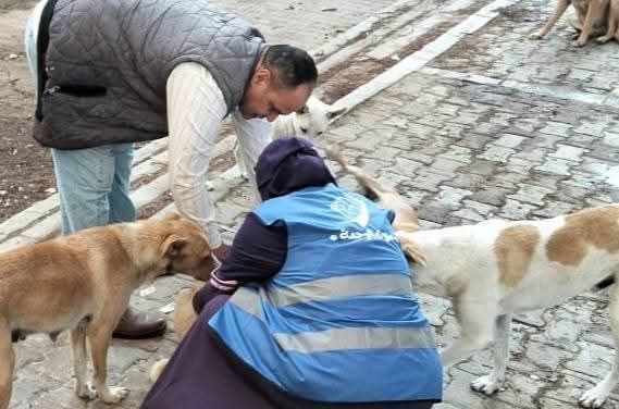 تطعيم كلاب الشوارع