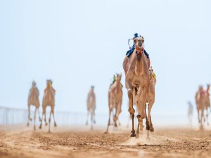 سيطرة سعودية على أشواط سباق الهجانة للرجال والسيدات