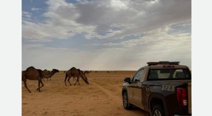 ضبط مواطن رعى 36 متنًا من الإبل في محمية الإمام عبدالعزيز