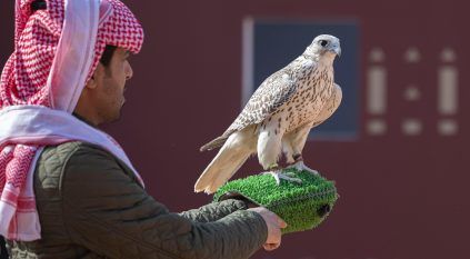 أكثر من 16 ألف صقر.. مهرجان الصقور يرسّخ مكانته بوصفه أكبر تجمع عالمي للصقارة