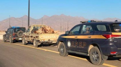 ضبط مواطن مخالف لنظام البيئة بمنطقة تبوك