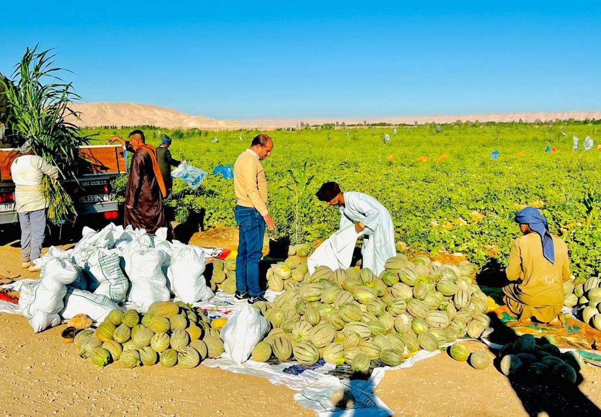 العمل فى موسم حصاد الكنتالوب بجبال الأقصر