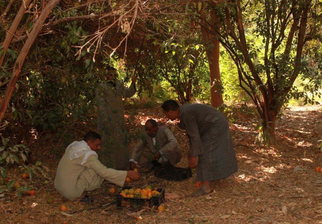 مزارع الأقصر تتلألأ باللون الأصفر في موسم حصاد البرتقال واليوسفى