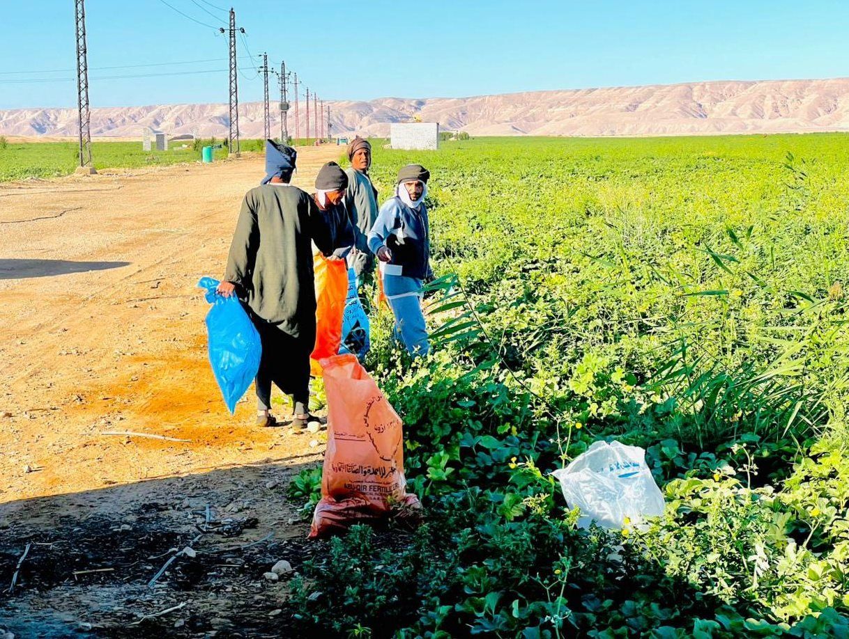 المزارعين خلال موسم الحصاد للفاكهة الشتوية بالأقصر