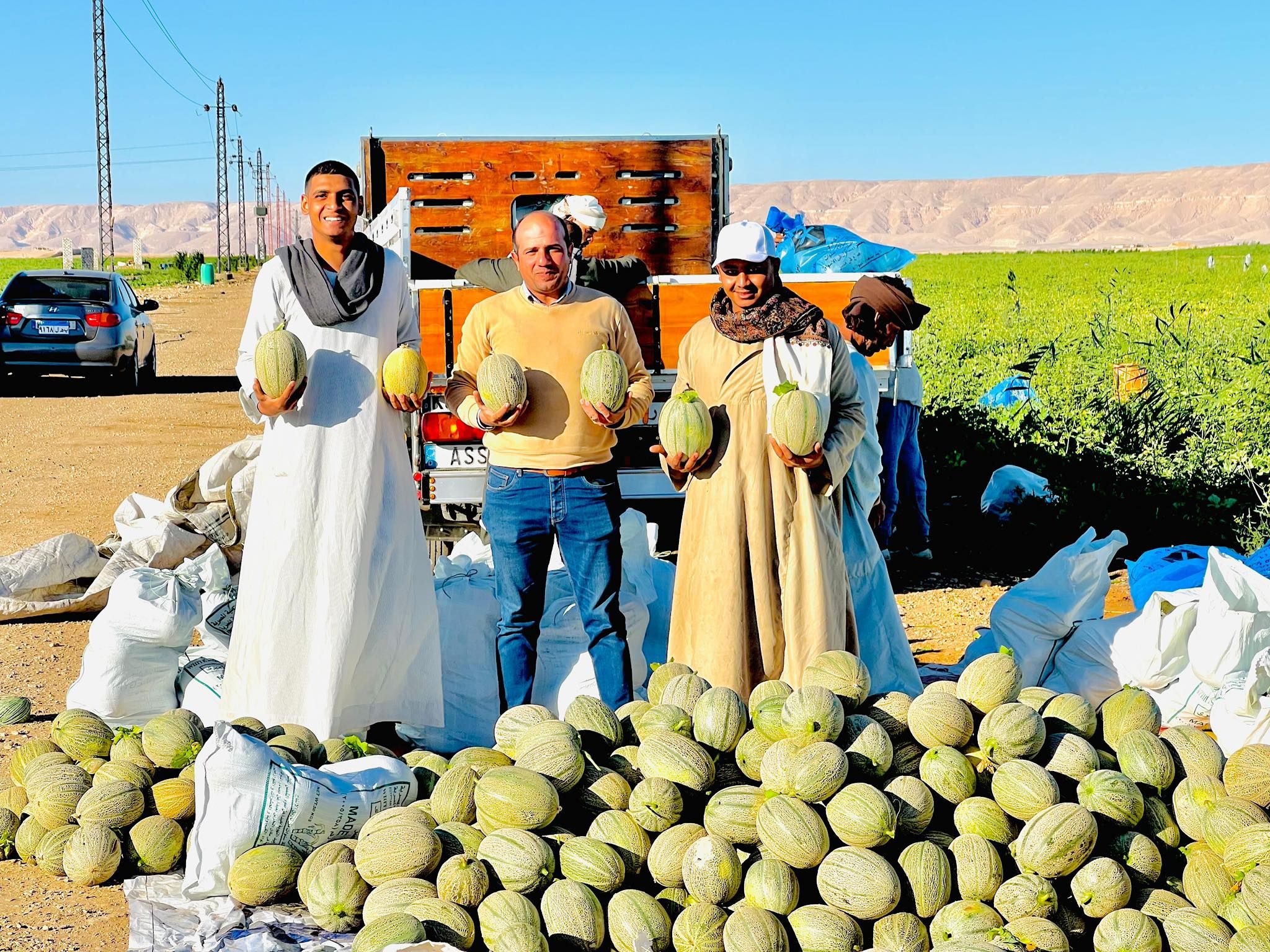 فرحة موسم حصاد الكنتالوب فى مزارع الأقصر
