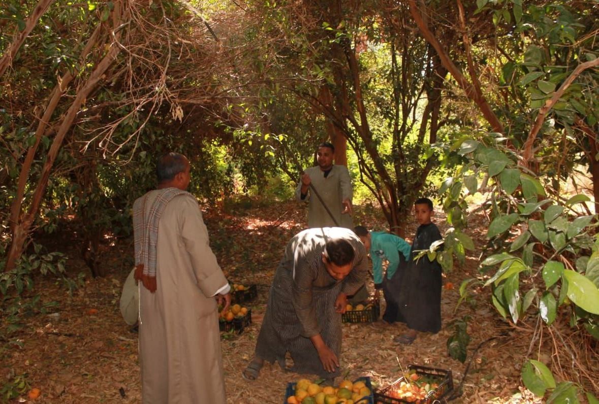 موسم حصاد البرتقال واليوسفى فاكهة الشتاء المبهجة بالأقصر