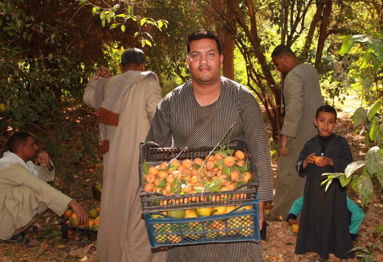 اليوسيفي والبرتقال فاكهة الشتاء مناعة وعلاج للبرد