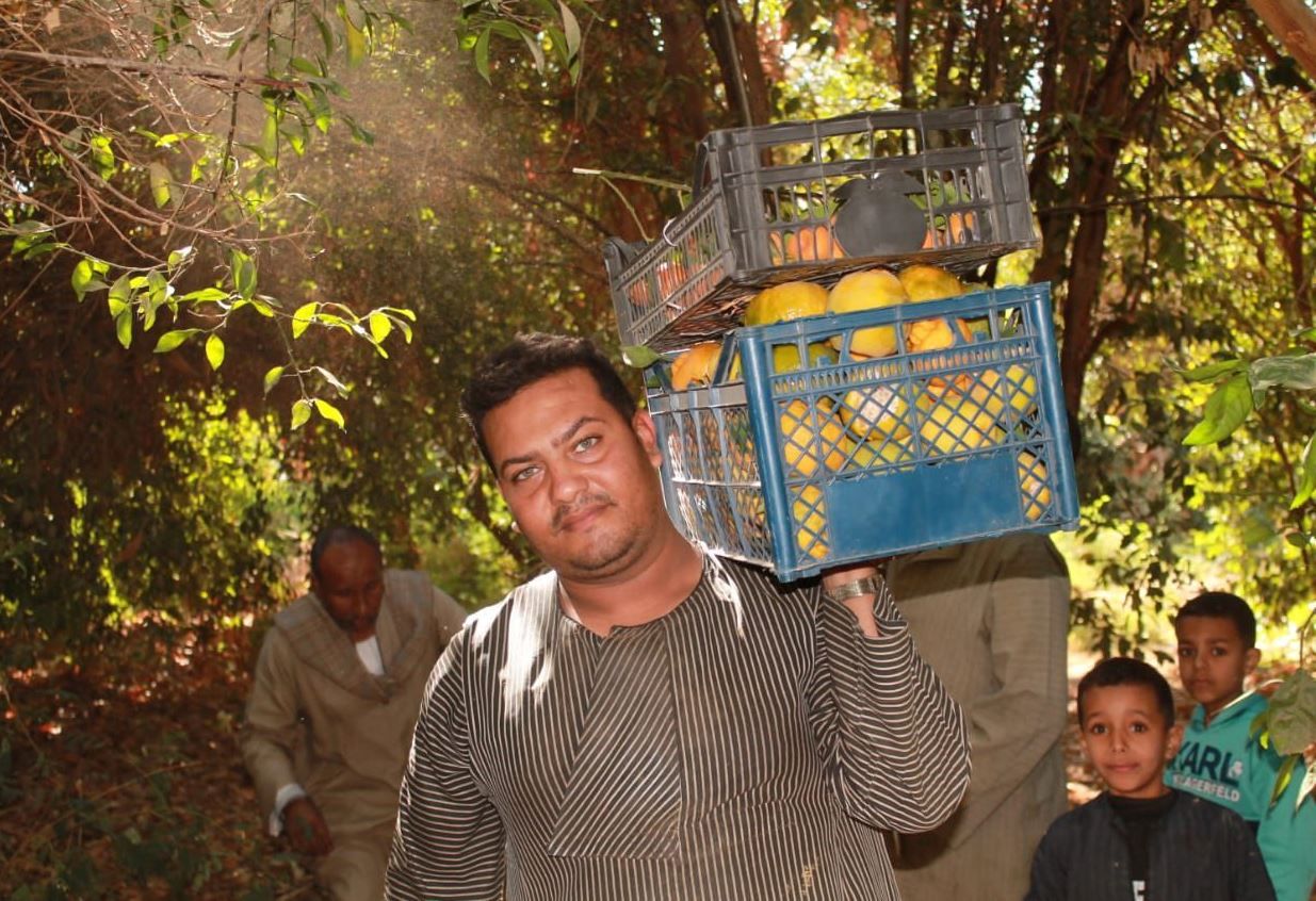 جانب من العمل فى موسم حصاد البرتقال واليوسفي