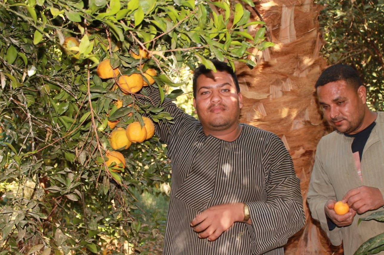 فرحة موسم حصاد اليوسفي فى مزارع الأقصر