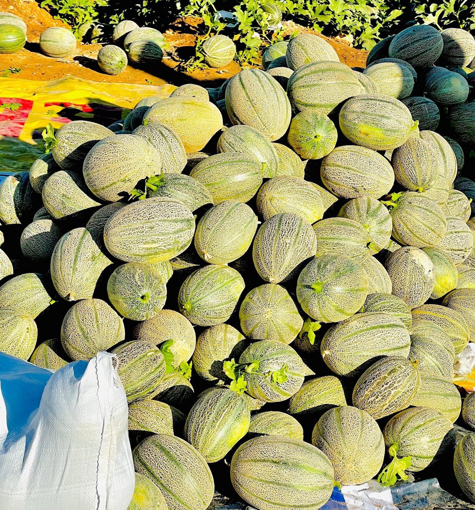 كميات وأصناف الكنتالوب خلال موسم الحصاد بالأقصر