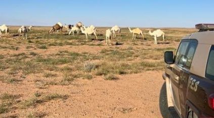 ضبط مخالف رعى 74 متنًا من الإبل في محمية الملك عبدالعزيز