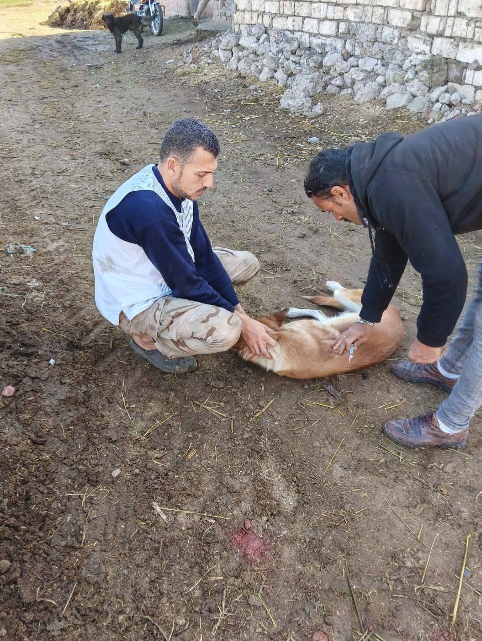 تحصين الكلاب بقرى بكفر الشيخ