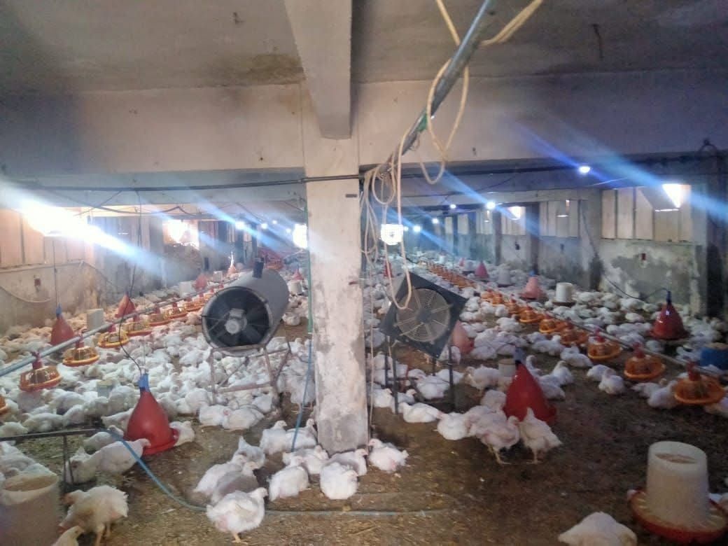 تحصين الطيور