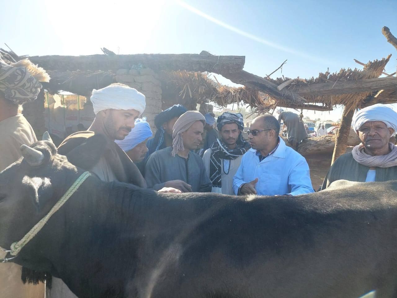 حماية الثروة الحيوانية بحملات وتحصين في أسواق الماشية الأسبوعية