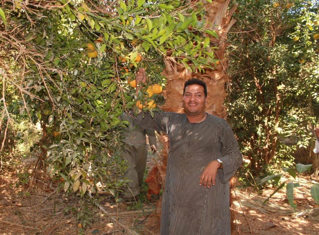 فرحة موسم حصاد البرتقال واليوسفى فاكهة الشتاء المبهجة فرحة موسم حصاد البرتقال واليوسفى فاكهة الشتاء المبهجة