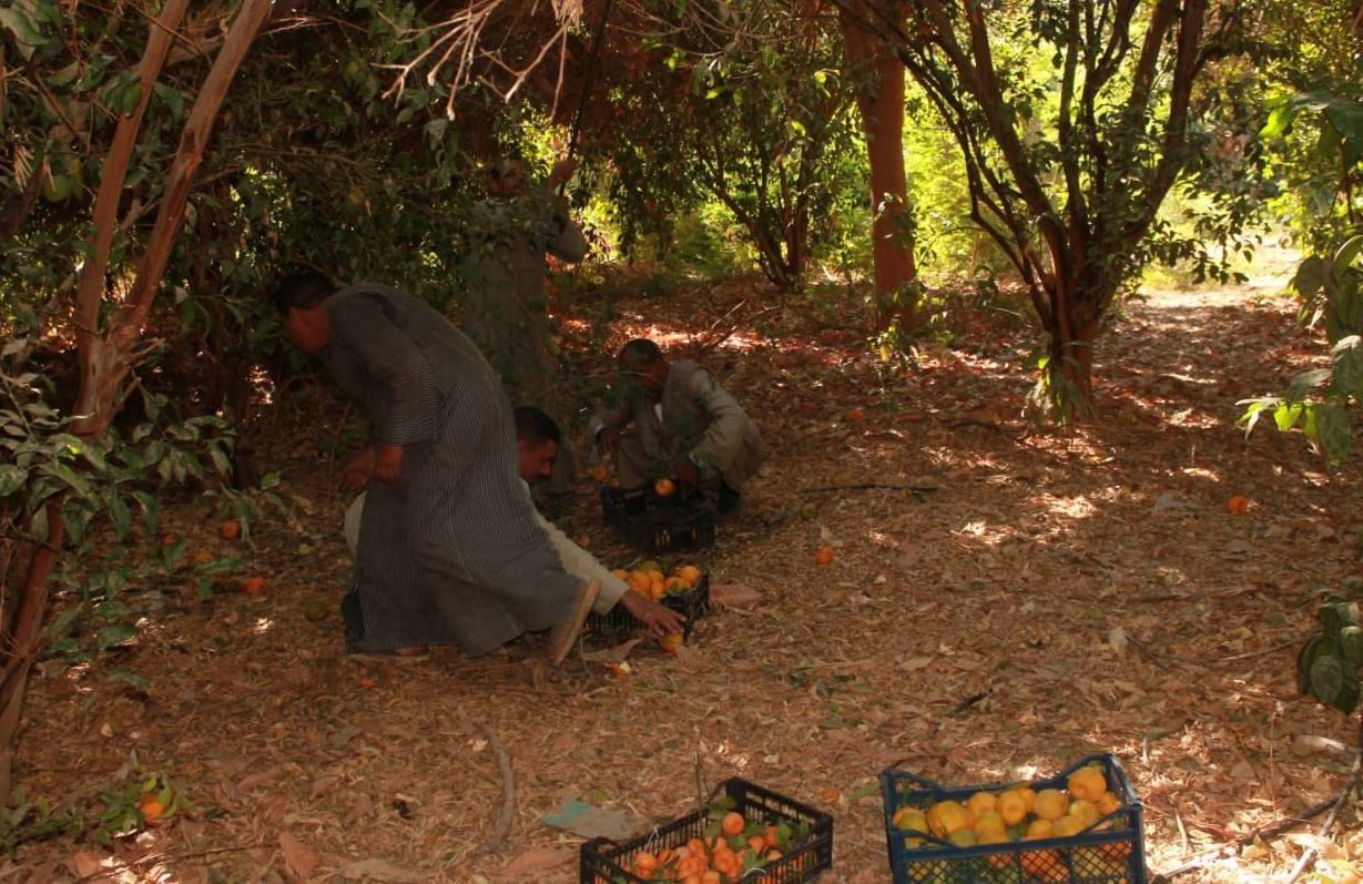 مزارع الأقصر تتلألأ باللون الأصفر في موسم حصاد البرتقال مزارع الأقصر تتلألأ باللون الأصفر في موسم حصاد البرتقال