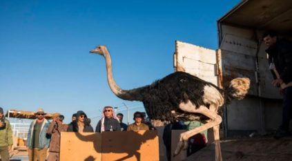 “الحياة الفطرية” يطلق 35 كائنًا فطريًّا بمحمية الأمير محمد بن سلمان الملكية