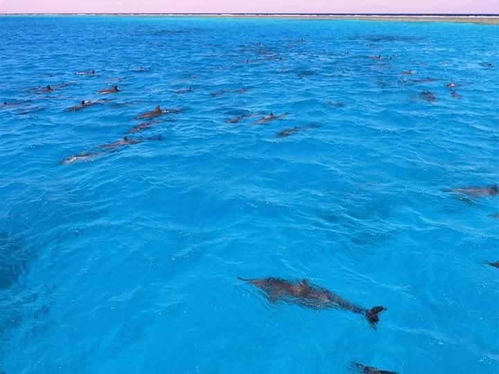 دلافين،صمداى