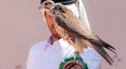 185 صقرًا للمحترفين المحليين يتنافسون في اليوم السابع لمهرجان الملك عبدالعزيز