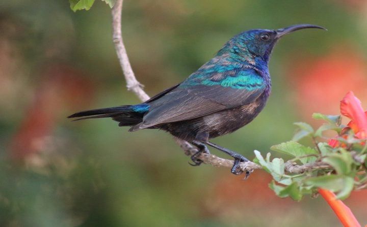 عصفور الشمس النيلي