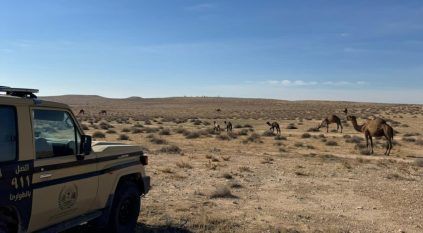 ضبط مواطن رعى 30 متنًا من الإبل في محمية الملك عبدالعزيز