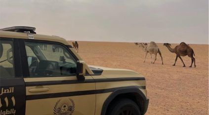 ضبط مواطن رعى 15 متنًا من الإبل في محمية الملك عبدالعزيز