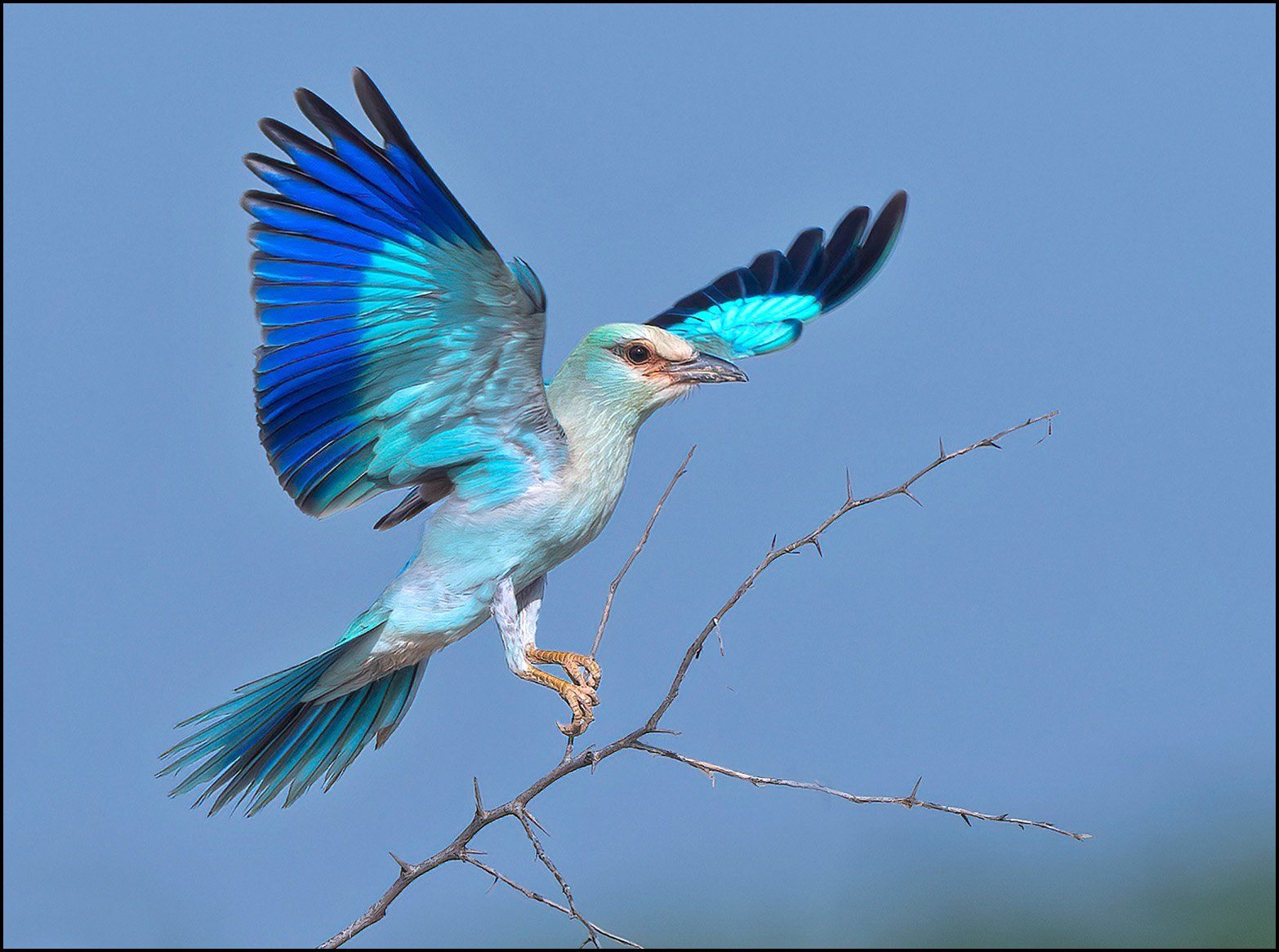 الشقراق الأوروبي