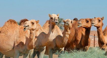 النيابة العامة: يُحظر إهمال الحيوانات أو تركها خارج الأماكن المخصصة