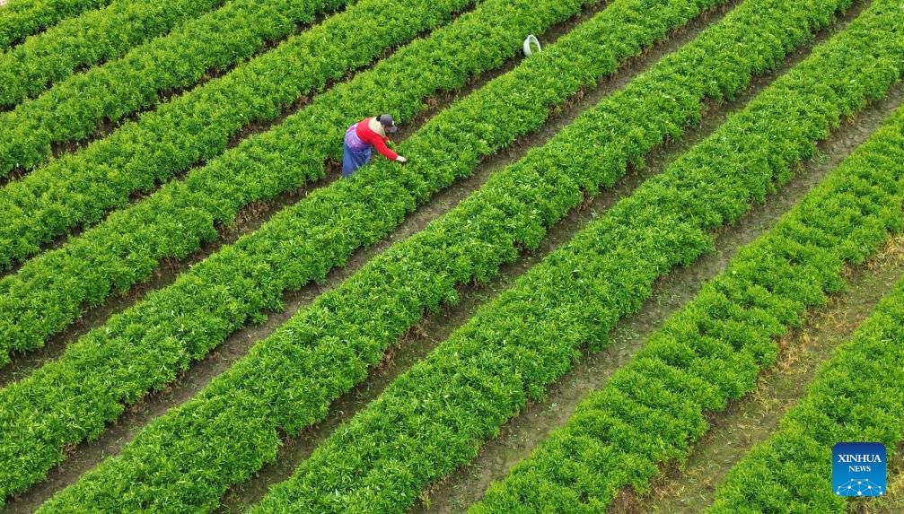 الزراعة فى الصين (6)