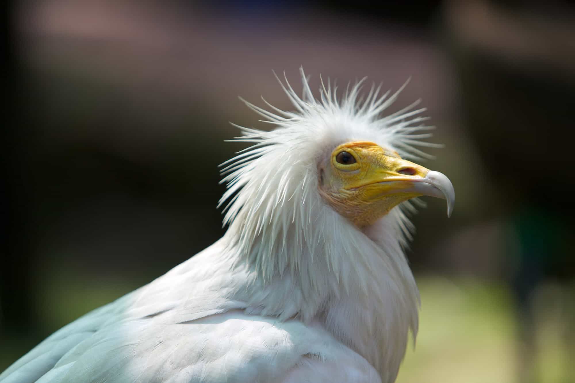 الرخمة المصرية