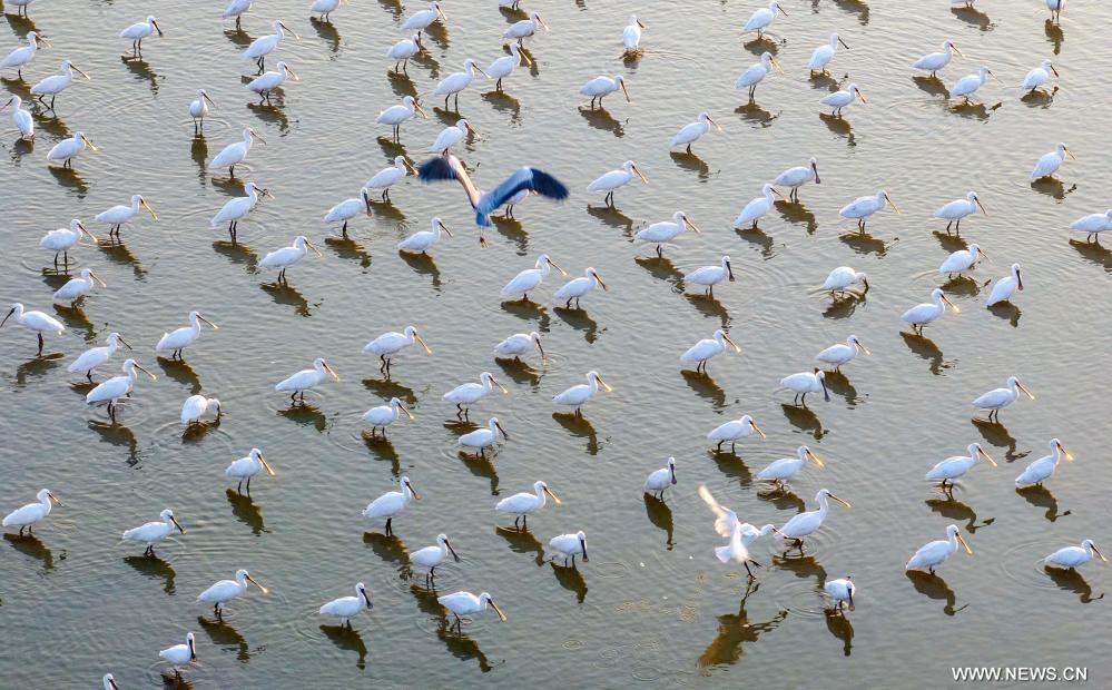 بحيرات الصين مهبط الطيور المهاجرة من أوروبا (2) بحيرات الصين مهبط الطيور المهاجرة من أوروبا (2)