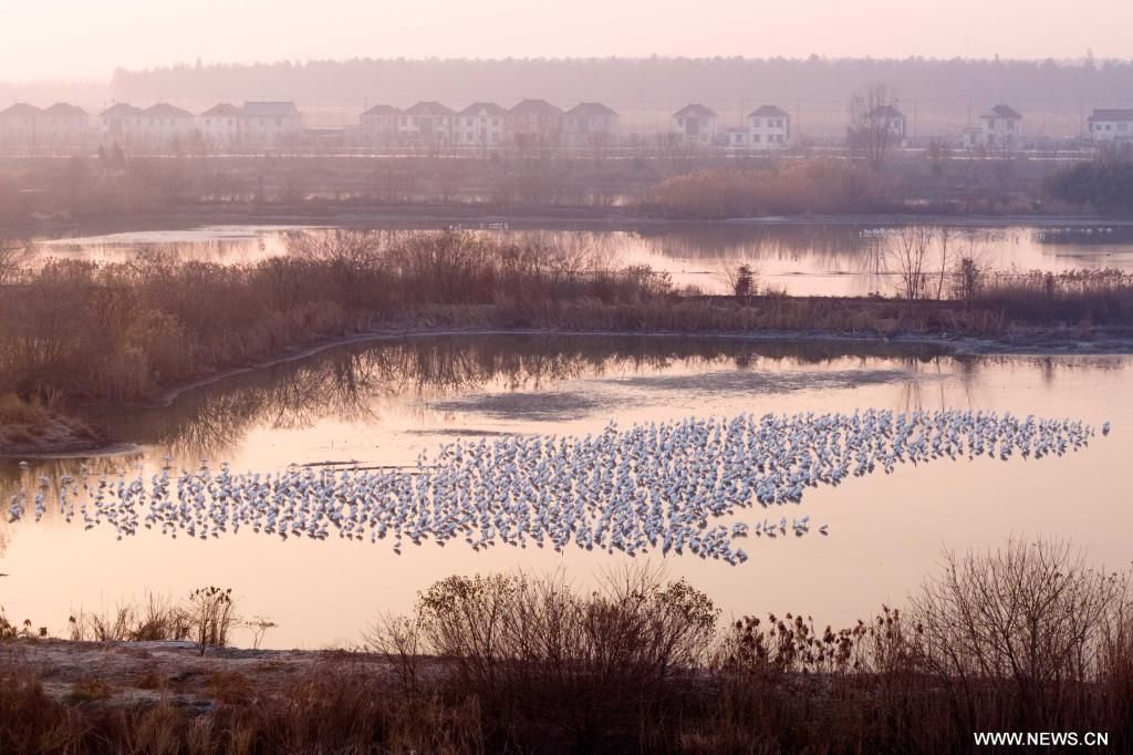 بحيرات الصين مهبط الطيور المهاجرة من أوروبا (4) بحيرات الصين مهبط الطيور المهاجرة من أوروبا (4)