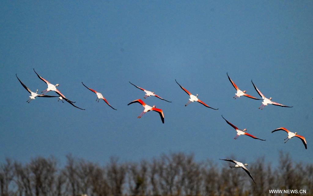 بحيرات الصين مهبط الطيور المهاجرة من أوروبا (5) بحيرات الصين مهبط الطيور المهاجرة من أوروبا (5)