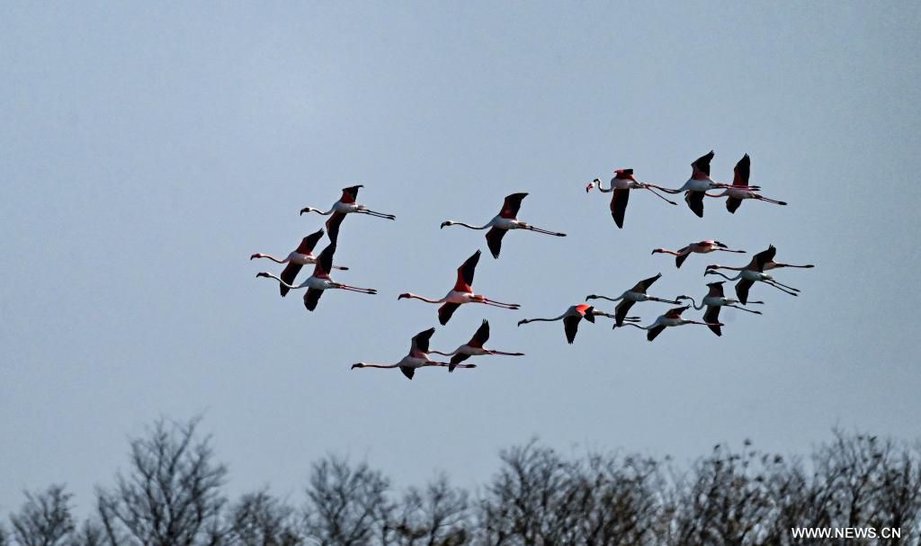 بحيرات الصين مهبط الطيور المهاجرة من أوروبا (6) بحيرات الصين مهبط الطيور المهاجرة من أوروبا (6)