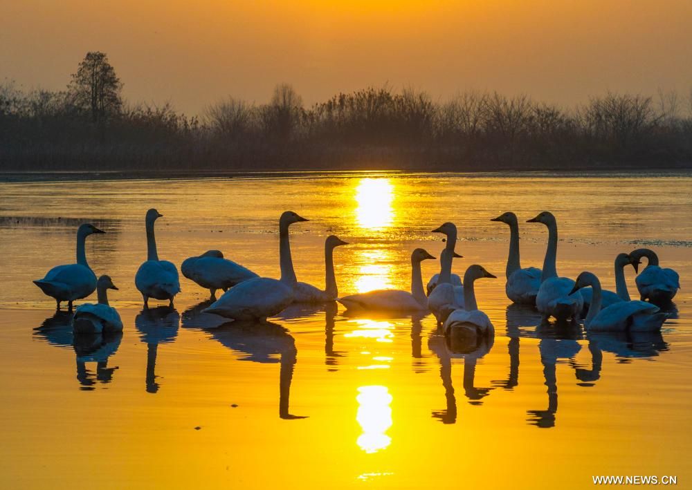 بحيرات الصين مهبط الطيور المهاجرة من أوروبا (3) بحيرات الصين مهبط الطيور المهاجرة من أوروبا (3)