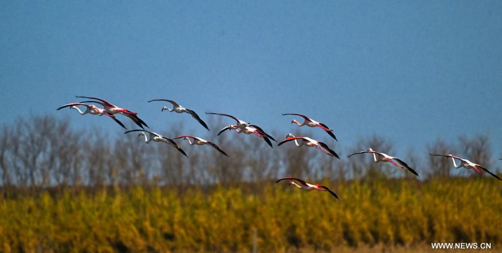 بحيرات الصين مهبط الطيور المهاجرة من أوروبا (7) بحيرات الصين مهبط الطيور المهاجرة من أوروبا (7)