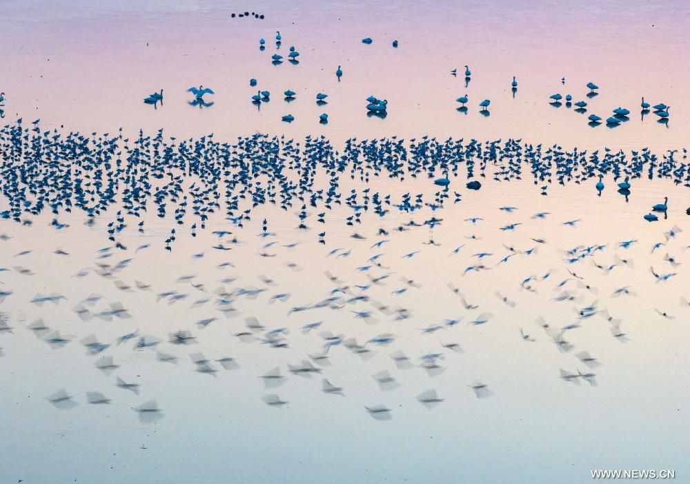 بحيرات الصين مهبط الطيور المهاجرة من أوروبا (1) بحيرات الصين مهبط الطيور المهاجرة من أوروبا (1)