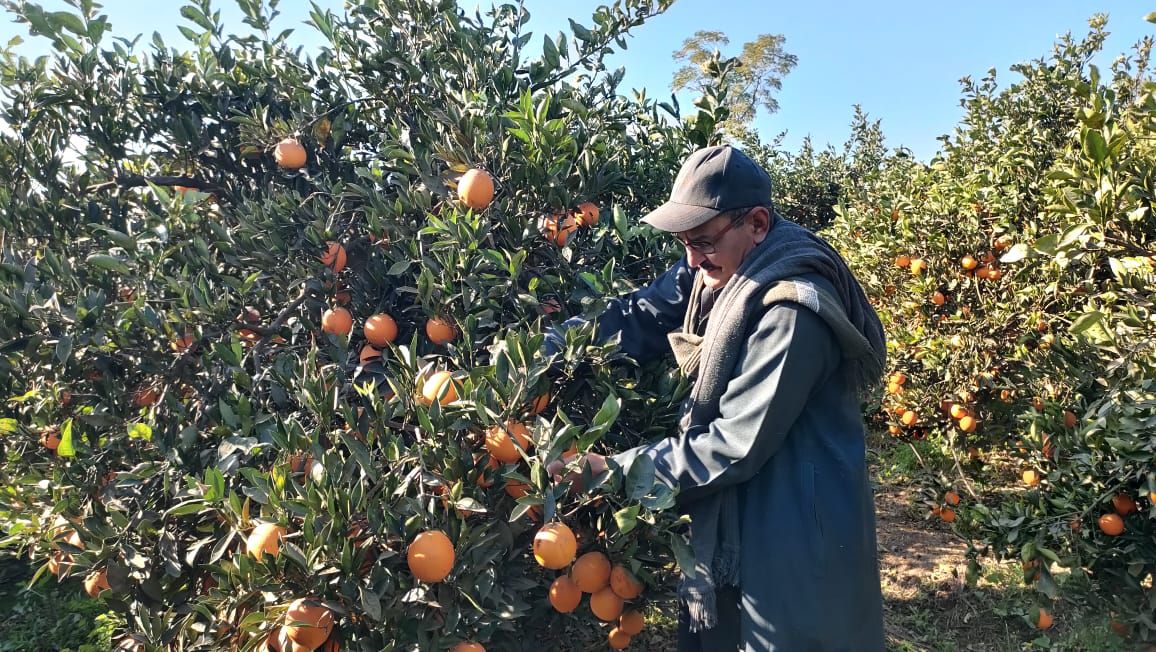 حصاد البرتقال حصاد البرتقال