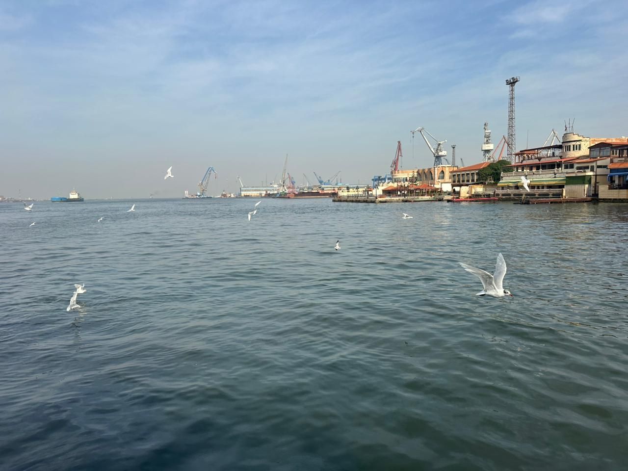 الطيور بالمجري النلاحي الطيور بالمجري النلاحي