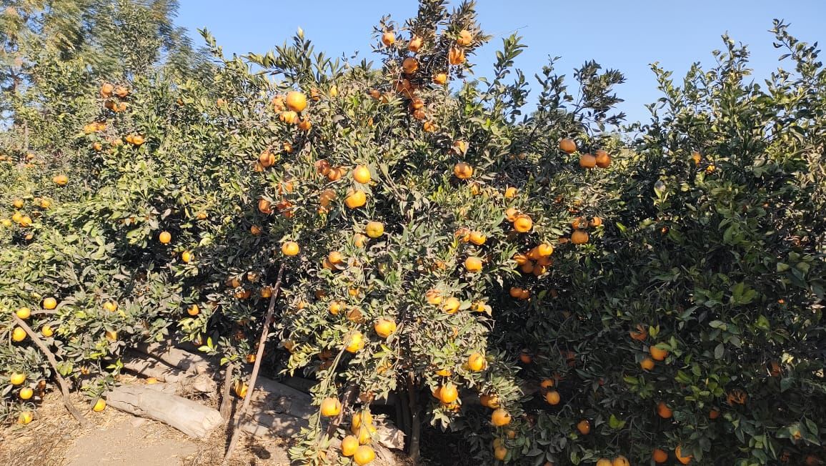 جنائن البرتقال بقرية تفهنا العزب جنائن البرتقال بقرية تفهنا العزب