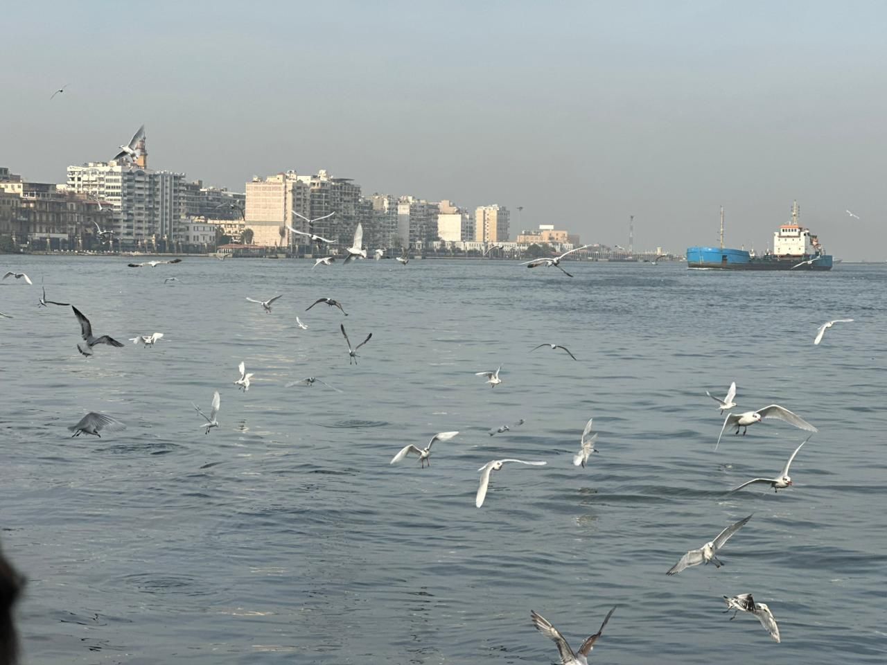 اعداد مبيرة من للطيور اعداد مبيرة من للطيور