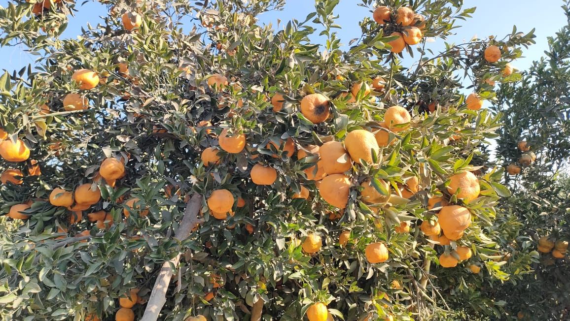 جنائن البرتقال_1 جنائن البرتقال_1