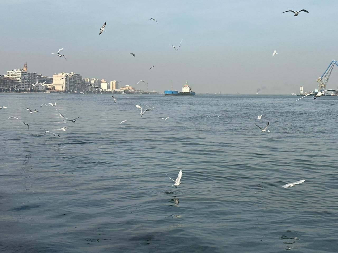 جانب من طيور النورس جانب من طيور النورس