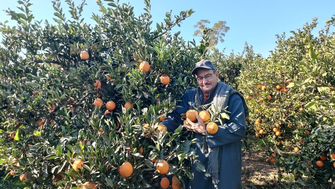 حصاد البرتقال بقرية تفهنا العزب حصاد البرتقال بقرية تفهنا العزب