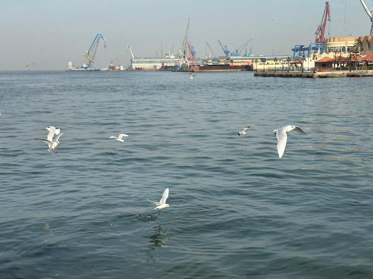 الطيور تلتقط الطيور تلتقط