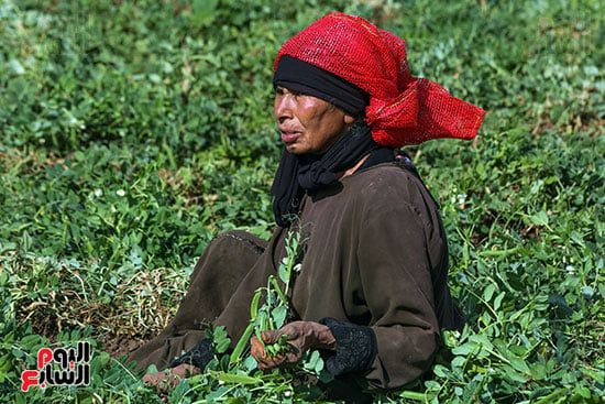 موسم حصاد البسلة