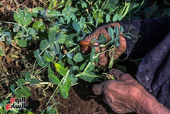 البسلة البلدى