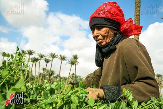 حصاد البسلة