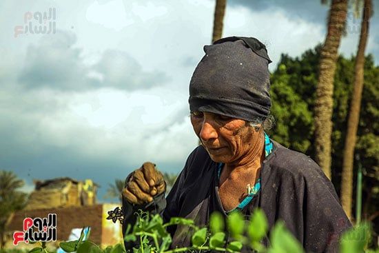 حصاد البسلة البلدى